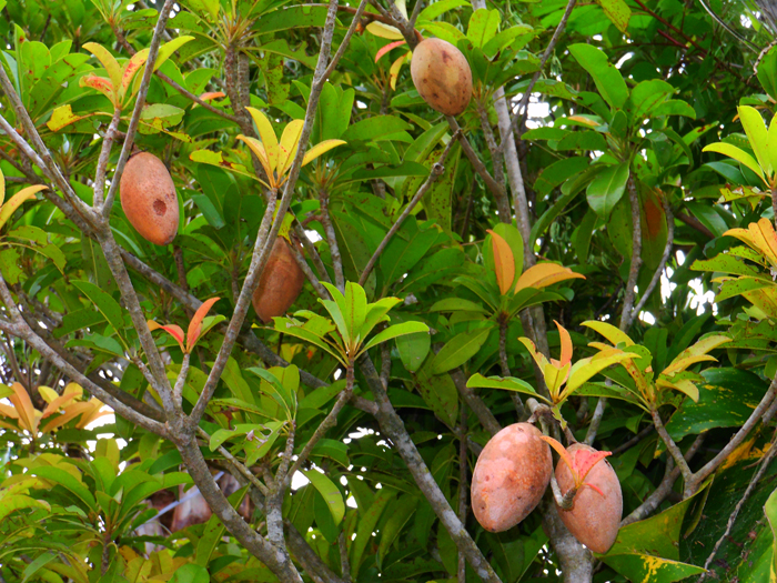 san diego tropical fruit nursery