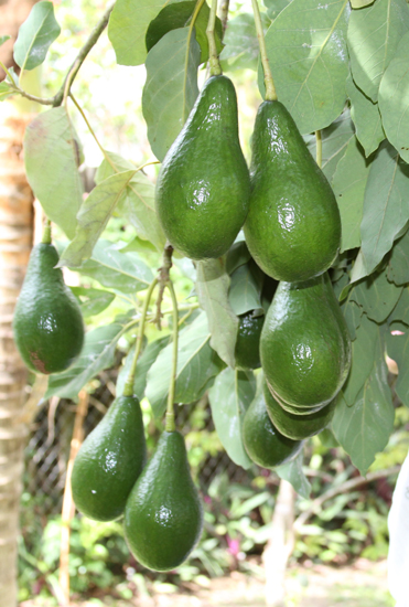 san diego tropical fruit nursery