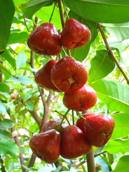 san diego tropical fruit nursery