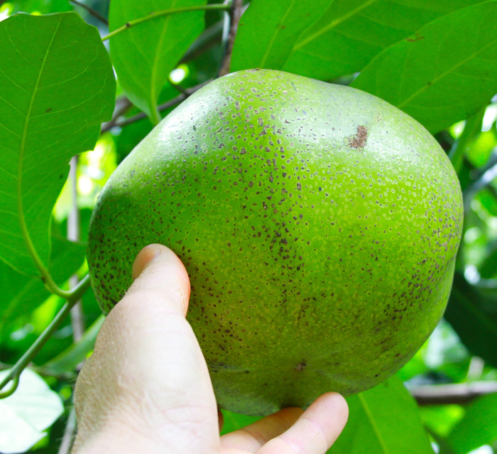 SAN DIEGO TROPICAL FRUIT NURSERY