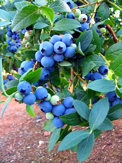 san diego tropical fruit nursery