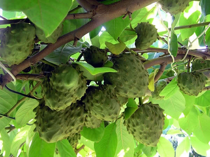 san diego tropical fruit nursery