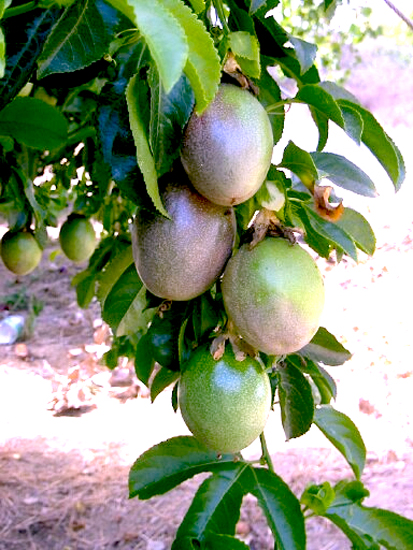 san diego tropical fruit nursery