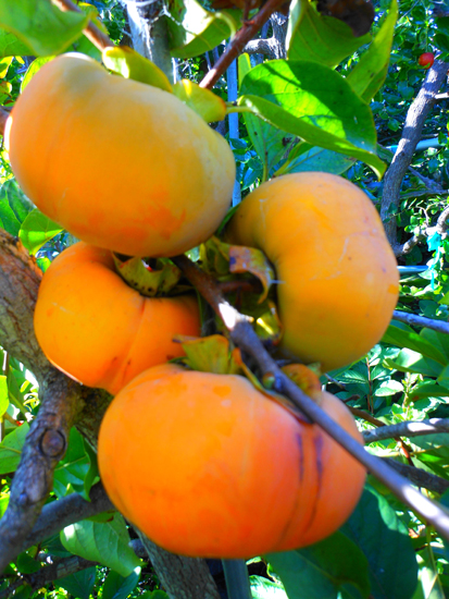 san diego tropical fruit nursery