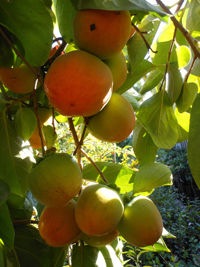 san diego tropical fruit nursery