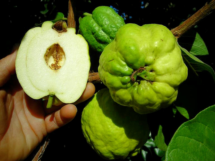 san diego tropical fruit nursery