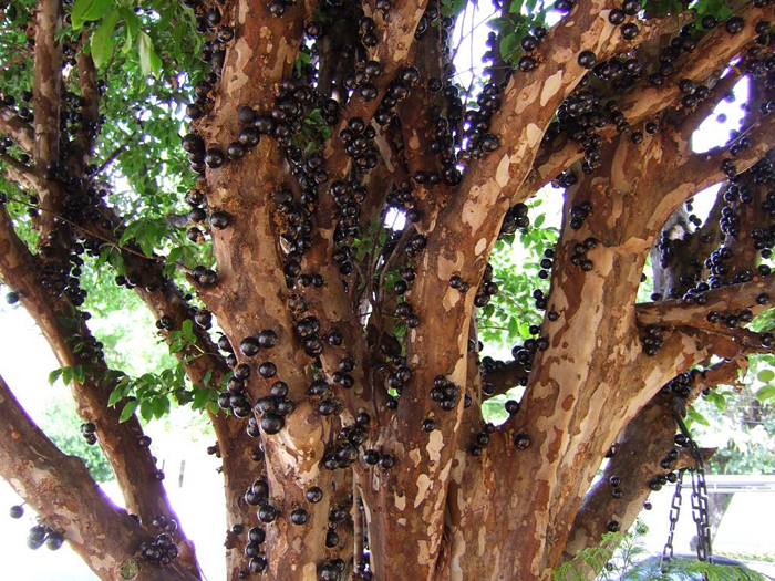 san diego tropical fruit nursery