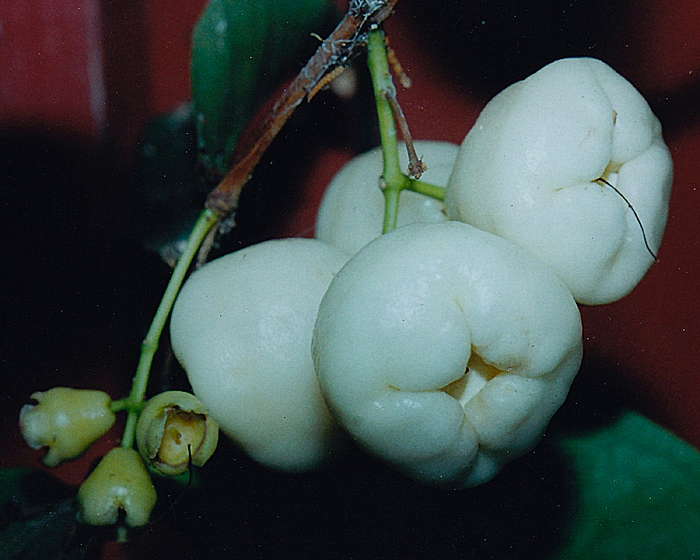 san diego tropical fruit nursery