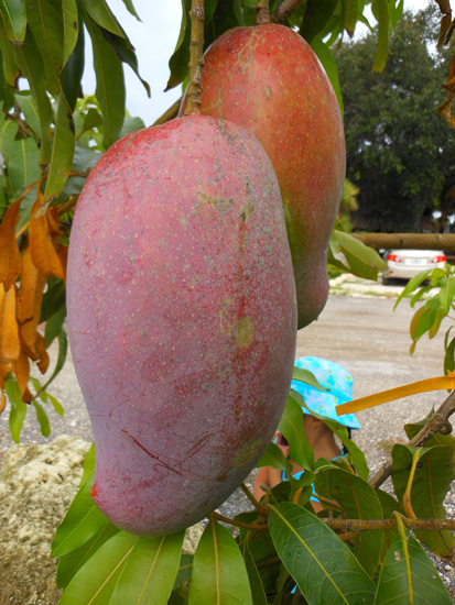 san diego tropical fruit nursery