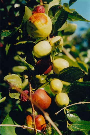 san diego tropical fruit nursery