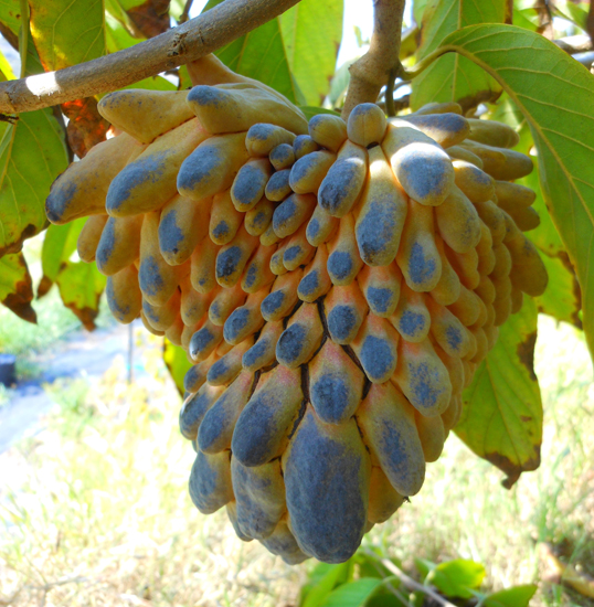 san diego tropical fruit nursery