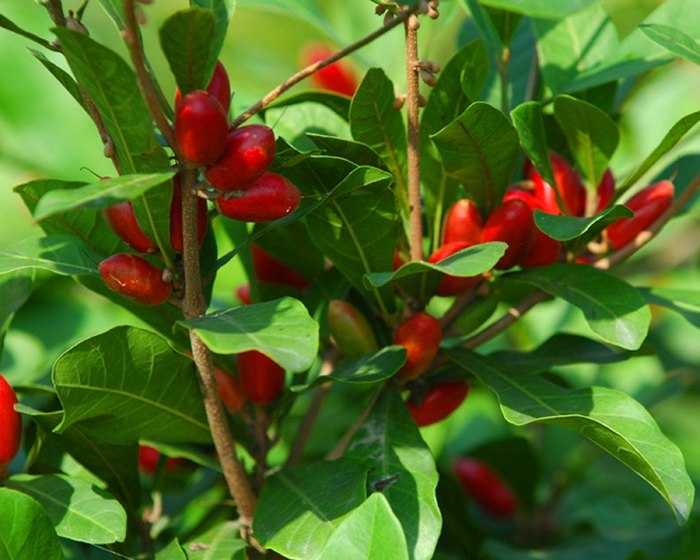 san diego tropical fruit nursery