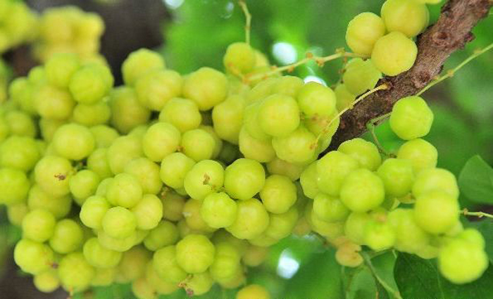 san diego tropical fruit nursery