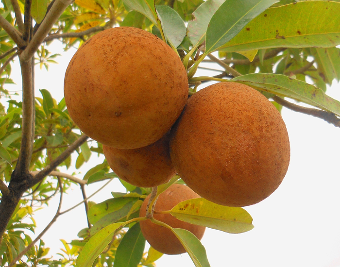 san diego tropical fruit nursery