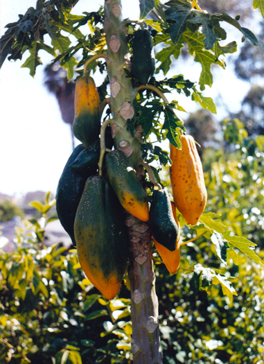 san diego tropical fruit nursery