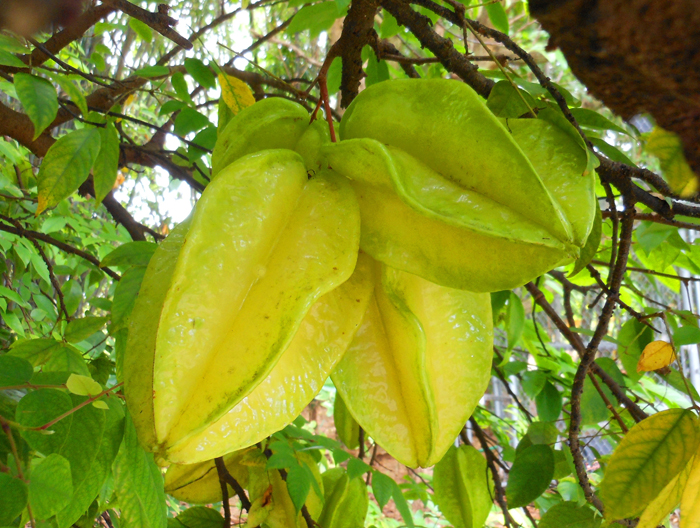 san diego tropical fruit nursery