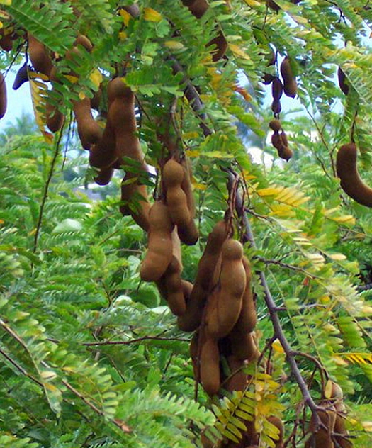 san diego tropical fruit nursery