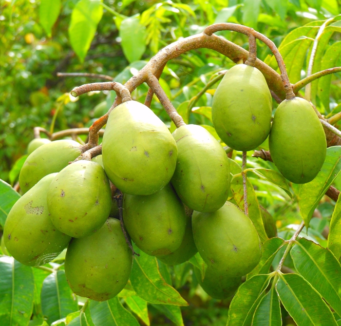 san diego tropical fruit nursery