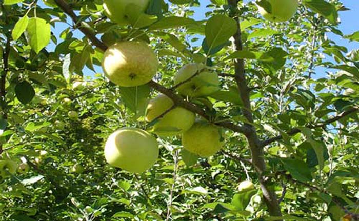 san diego tropical fruit nursery