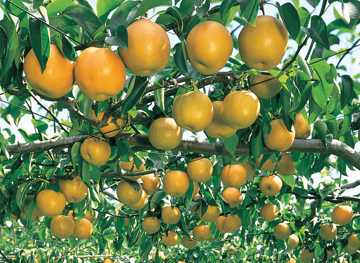 san diego tropical fruit nursery