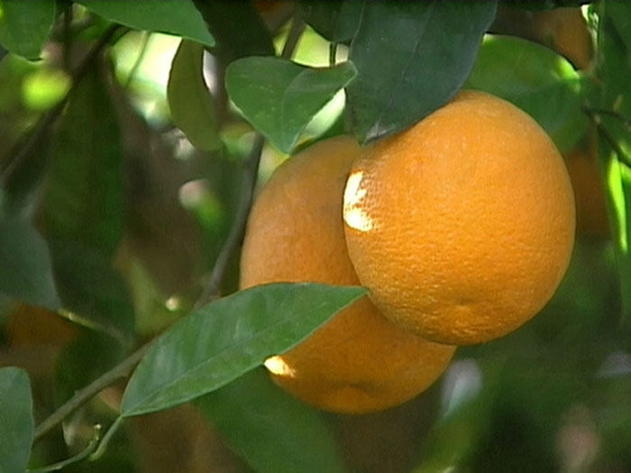 san diego tropical fruit nursery