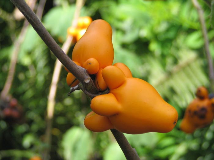 san diego tropical fruit nursery