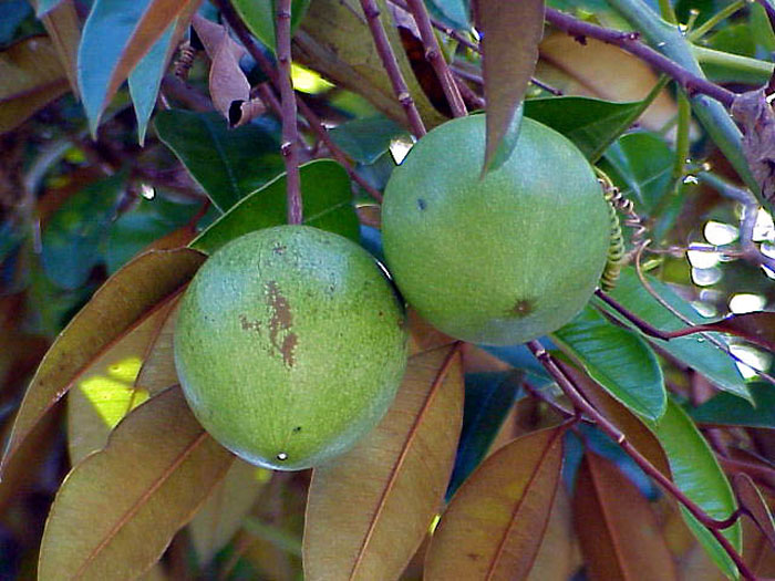 Fruit trees native to san diego