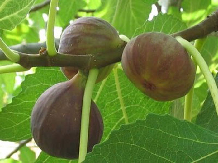 san diego tropical fruit nursery