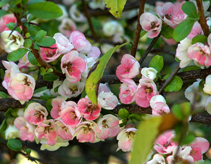 san diego tropical fruit nursery