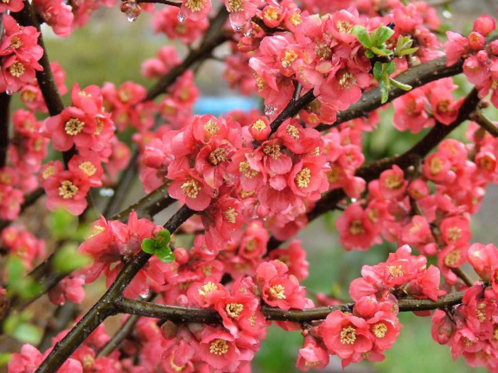 san diego tropical fruit nursery