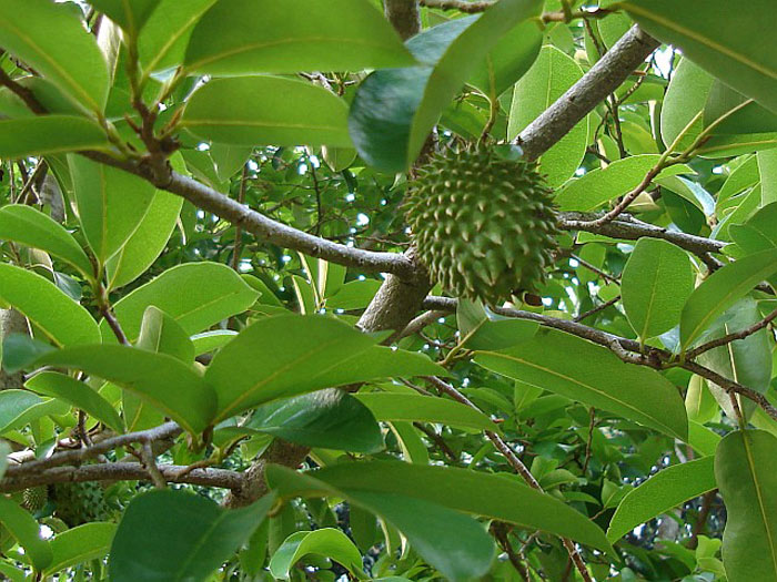 san diego tropical fruit nursery