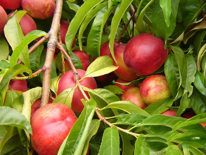 san diego tropical fruit nursery