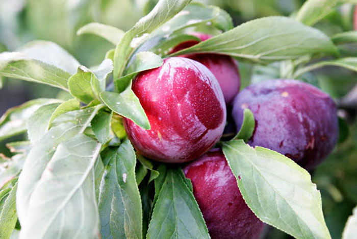 san diego tropical fruit nursery