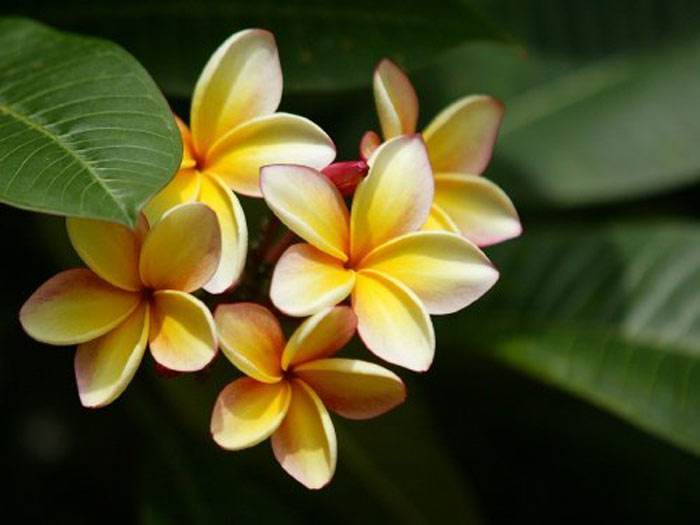 an diego tropical fruit nursery