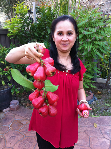 san diego tropical fruit nursery