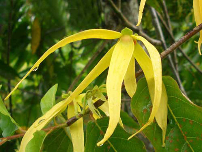 san diego tropical fruit nursery